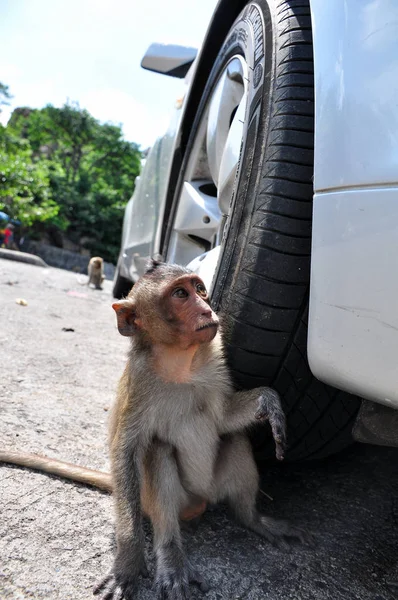 Monyet Yang Tinggal Gunung Dekat Kota Bang Saen Chonburi Thailand — Stok Foto