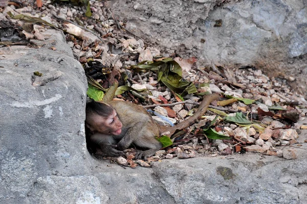 Macaco Que Vive Montanha Perto Cidade Bang Saen Chonburi Tailândia — Fotografia de Stock