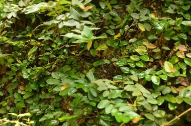 Bahçedeki yeşil ağaç dalları