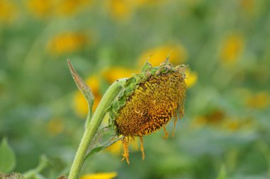 sarı ayçiçeği evime yakın ayçiçeği alanlarındaki... Güzel sarı ayçiçeği alan