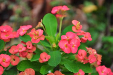 Yeşil ağaçta açan pembe çiçekler