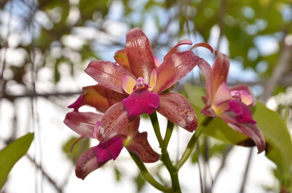 Färgglada Blommor Och Gröna Blad Naturen Färgglada Blommor Naturen Blommor — Stockfoto