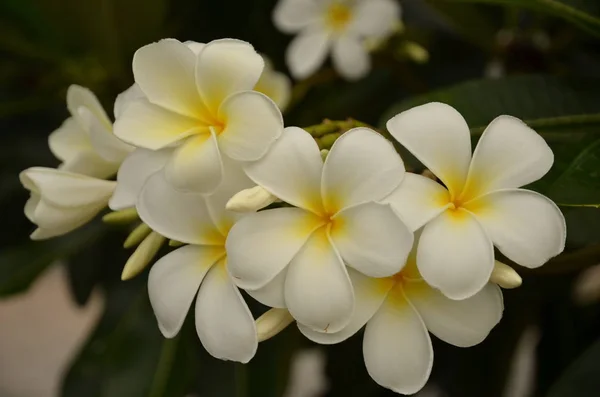 Fleurs Tropicales Blanches Fleurissant Sur Arbre — Photo