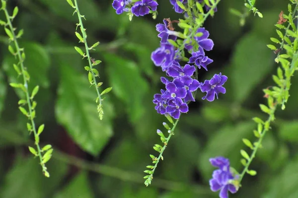 Vivid Purple Flowers Lush Green Bush — Stock Photo, Image