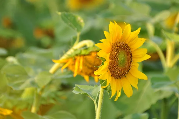 yellow sunflower at the sunflower fields, close to my house..Beautiful yellow sunflower field