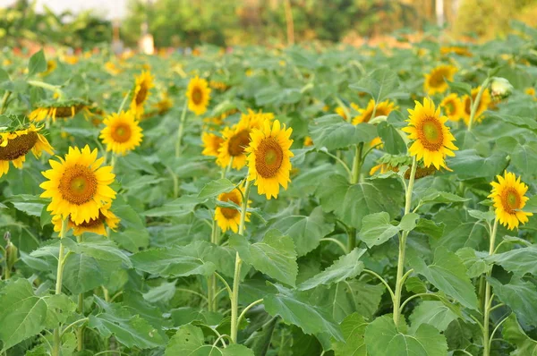 Yellow Sunflowers Blooming Field Sunlight — Stock Photo, Image