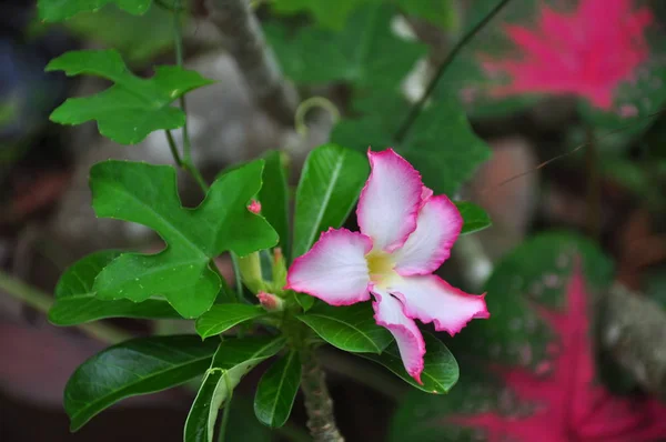 Рожеві Квіти Цвітуть Зеленому Дереві — стокове фото