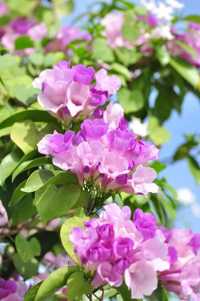 Belo Buquê Flores Roxas Com Folhas Verdes — Fotografia de Stock