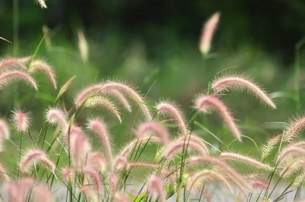 緑の茎を持つふわふわのピンクの植物 — ストック写真