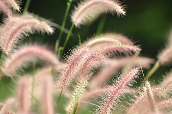 緑の茎を持つふわふわのピンクの植物 — ストック写真