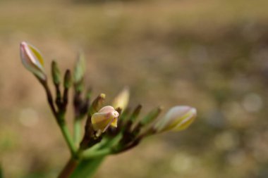 Ağaçta açan beyaz tropikal çiçekler