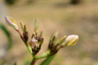 Ağaçta açan beyaz tropikal çiçekler