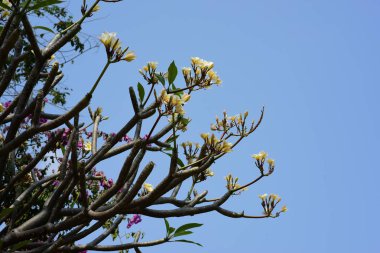 Ağaçta açan beyaz tropikal çiçekler