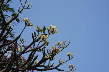 Ağaçta açan beyaz tropikal çiçekler