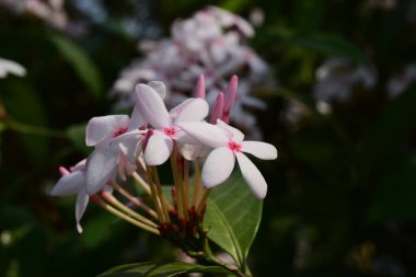 parlak güneş ışığında açan pembe çiçekler