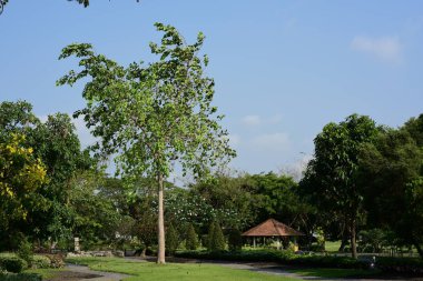 Bereketli yeşillikli güneşli parkın manzarası