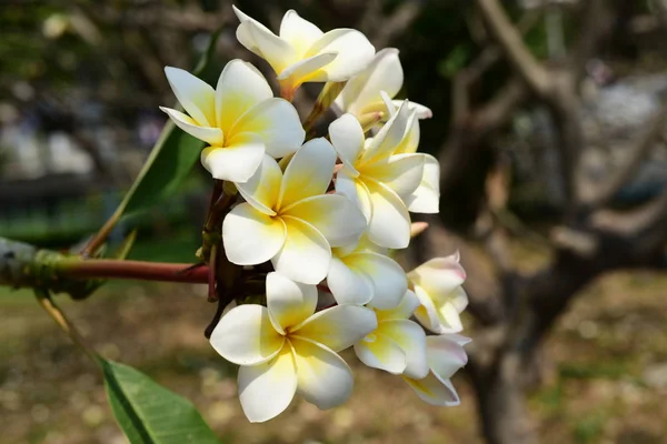 Flores Tropicales Blancas Floreciendo Árbol —  Fotos de Stock