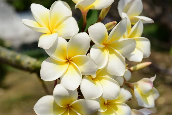 Weiße Tropische Blumen Blühen Auf Baum — Stockfoto
