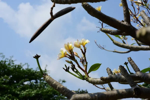 Weiße Tropische Blumen Blühen Auf Baum — Stockfoto