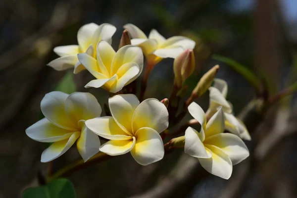 Flores Tropicales Blancas Floreciendo Árbol — Foto de Stock