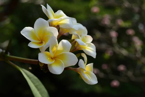 Vita Tropiska Blommor Blommar Träd — Stockfoto