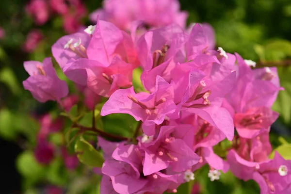 Fleurs Roses Fleurs Plein Soleil — Photo