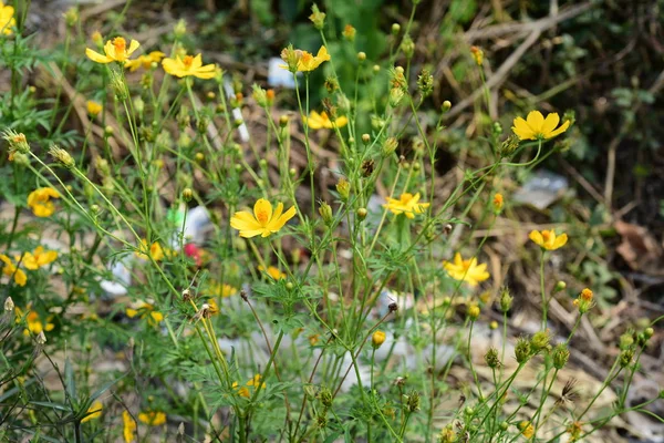 明るい日光の下で黄色の花を開花 — ストック写真