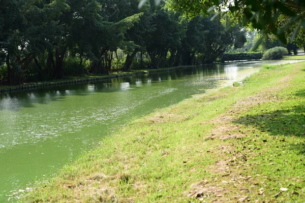 Bereketli yeşillikli güneşli parkın manzarası