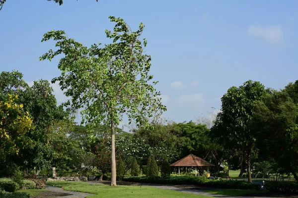 Bereketli yeşillikli güneşli parkın manzarası