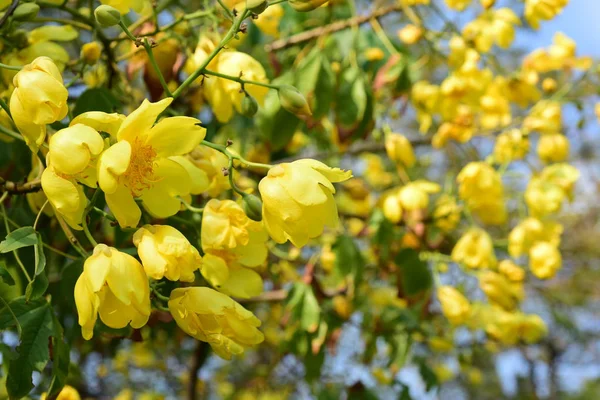 Bloeiende Gele Bloemen Fel Zonlicht — Stockfoto