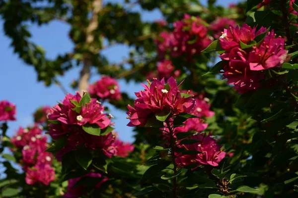 Kvetení Růžových Květů Jasném Slunci — Stock fotografie