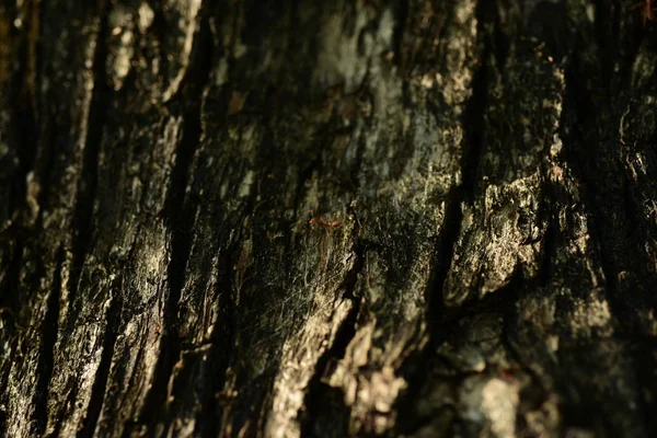 Tree Bark Surface Abstract Background — Stock Photo, Image