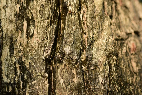 树皮表面 抽象背景 — 图库照片