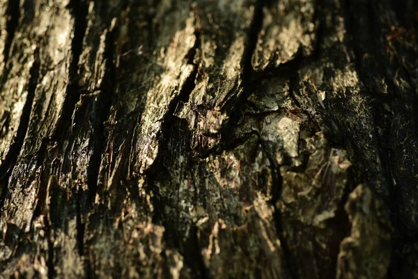 Tree Bark Surface Abstract Background — Stock Photo, Image