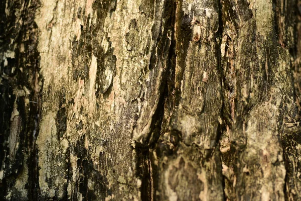 Tree Bark Surface Abstract Background — Stock Photo, Image