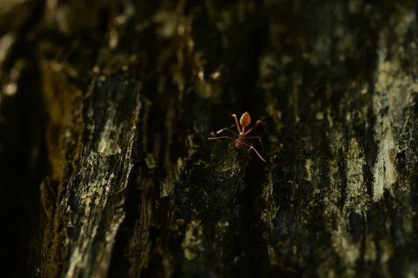 木の上でアリの小さなショットを閉じます — ストック写真