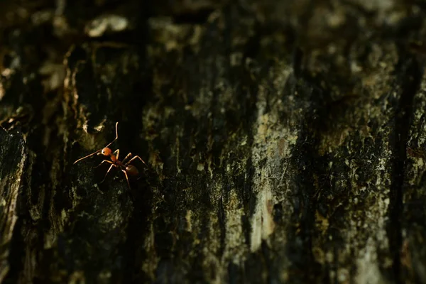Close Shot Small Ant Tree — Stock Photo, Image
