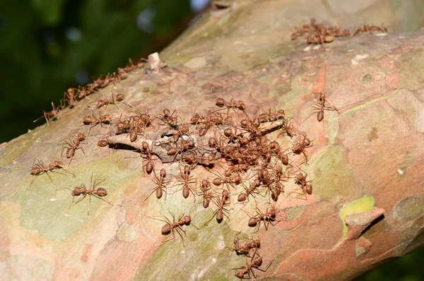 Nahaufnahme Vieler Ameisen Auf Baum — Stockfoto