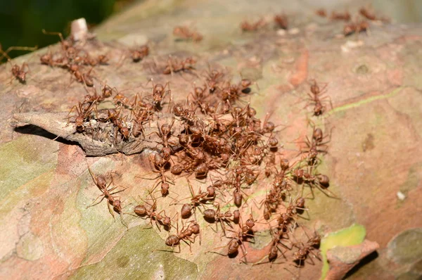 Nahaufnahme Vieler Ameisen Auf Baum — Stockfoto