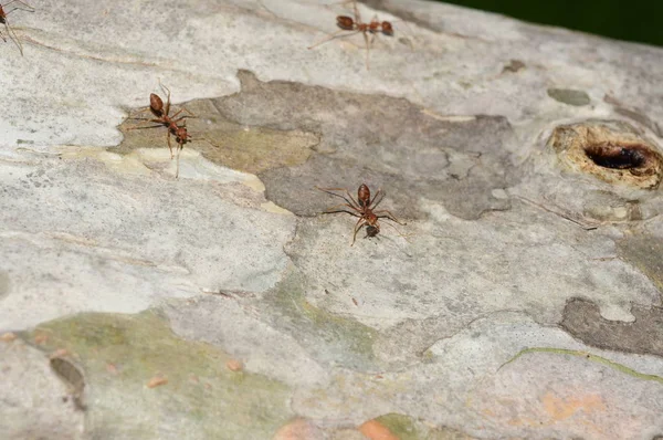 Close Shot Many Ants Tree — Stok Foto