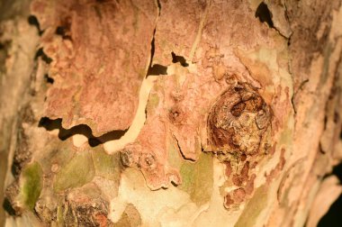 ağaç kabuğu yüzeyi, soyut arkaplan