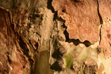 ağaç kabuğu yüzeyi, soyut arkaplan