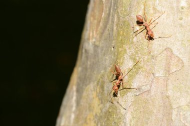 Ağaçtaki birçok karıncayı yakın çekim