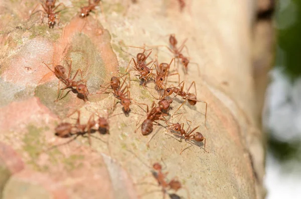 Nahaufnahme Vieler Ameisen Auf Baum — Stockfoto