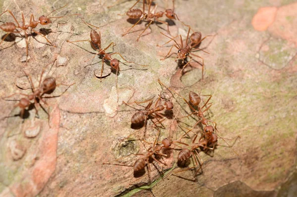 Close Shot Many Ants Tree — Stock Photo, Image