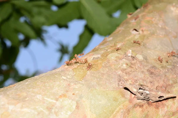Ağaçtaki Birçok Karıncayı Yakın Çekim — Stok fotoğraf