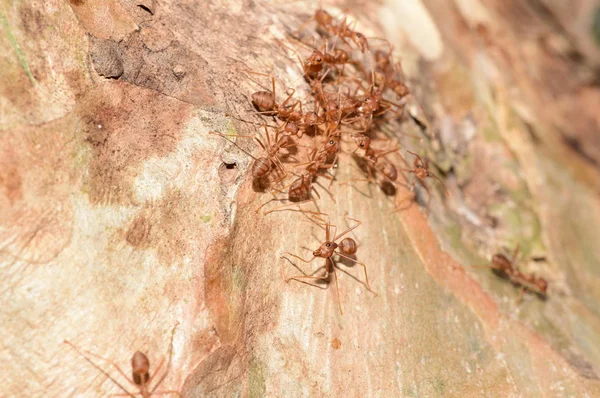 Nahaufnahme Vieler Ameisen Auf Baum — Stockfoto