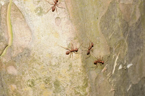 Close Shot Many Ants Tree — Stok Foto