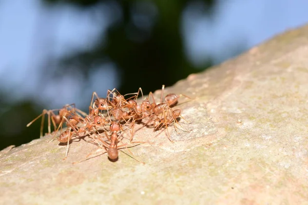 Close Shot Many Ants Tree — Stok Foto