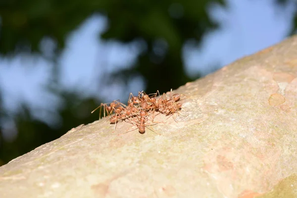 Close Tiro Muitas Formigas Árvore — Fotografia de Stock
